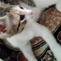 دوتابچه گربه دوماهه