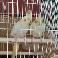 عروس هلندی نر و ماده به همراه قفس و وسایل