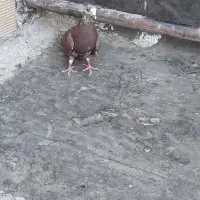 سلام و خسته نباشید