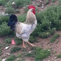 خروس فروشی