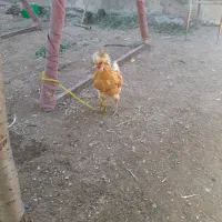 خروس