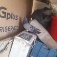 کفتر کبوتر گرفتنی برج