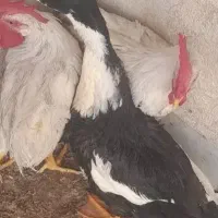اردک
