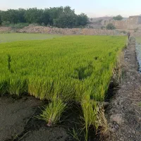 نشا برنج