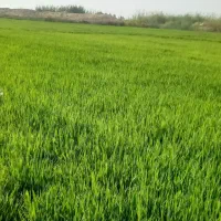 شلتوک برا نشا درجه یک