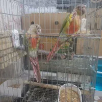 یک جفت گرینچیگ