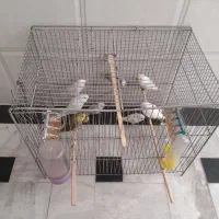 مرغ عشق