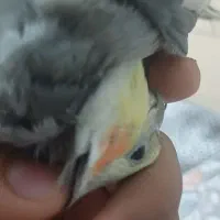 عروس هلندی های سرلاکی