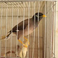 مرغ مینا ومرغ عشق