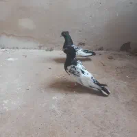 چند تا جفت درجه یک