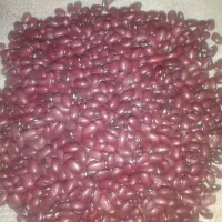 بذر لوبیا قرمز