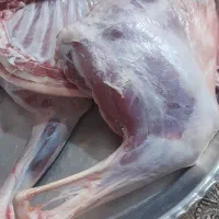 گوشت تیشتر ماده