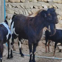 فروش یک عدد پازن درجه یک