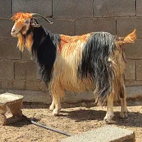 بز تخمی روزگاری