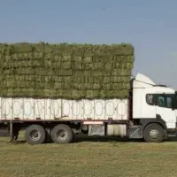 یونجه پرس و خورد شده مخصوص دامداری