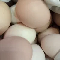 فروش تخم مرغ بومی