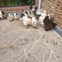 خروس ومرغ برهما