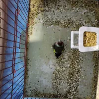 سهره|پرنده|بندر ماهشهر, |دیوار