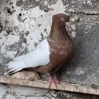 سینه ای ماده