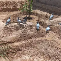 زمین-کشاورزی