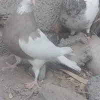 پرنده