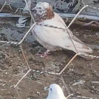 کبوتر سه عدد تازه گرفته شده یکی هم فیچی گرفتم
