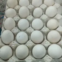 تخم مرغ محلی اصل