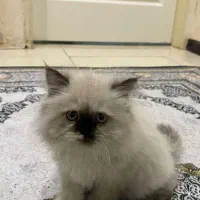 بچه گربه