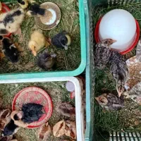 جوجه مرغ ، اردک ، بوقلمون