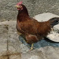 مرغ محلی تخم گذار