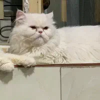 گربه نر برای جفت گیری