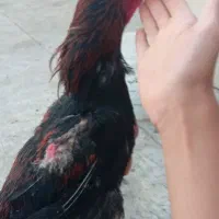 خروس لاری