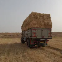 خرید کاه گندم بصورت سرپا و پرس شده