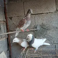 کبوتر