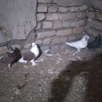 کبوتر