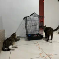 قفس پرنده