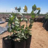 فروش نهال پسته دوماهه