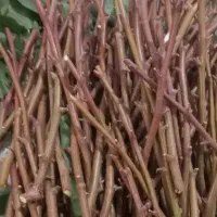 فروش بهترین نوع ترکه پیوندی پسته