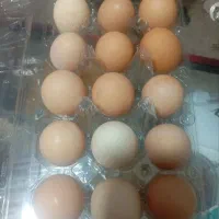 تخم مرغ رسمی