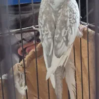 عروس هلندی