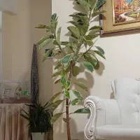 گل و گیاه