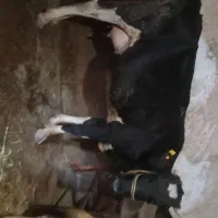 گاو و گوساله