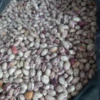 لوبیا چیتی محصول سراب خوش خوراک