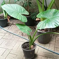باباآدم فوق العاده