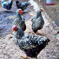 جوجه ویاندوت سیلور