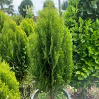 کامیس نوکدار اصل زباله کیفیت بیست