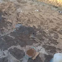 این جوجه حوالی ماسور پیش تپه گمشده