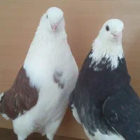 4 تا  جوجه اصیل تهرانی پرشی