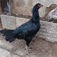 مرغ لاری