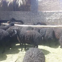 بره چاق|حیوانات مزرعه|جعفرآباد, |دیوار
